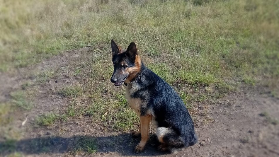 Dog Hero Image 3